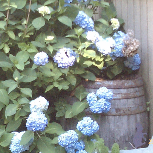 Susan Gagnon Photo 28