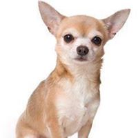 Vickie Golden Photo 14