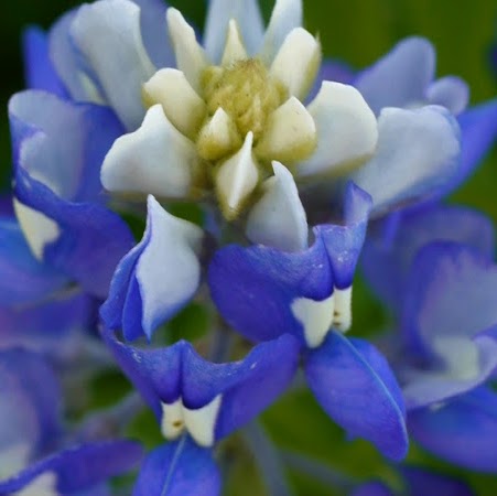 Debbie Cantu Photo 13