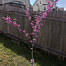 Bud Nicholas Photo 8