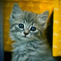 Betty Scarbrough Photo 4