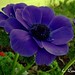Linda Bowman Photo 10