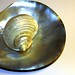 Shell Cook Photo 18