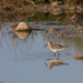 Mark Chevalier Photo 39