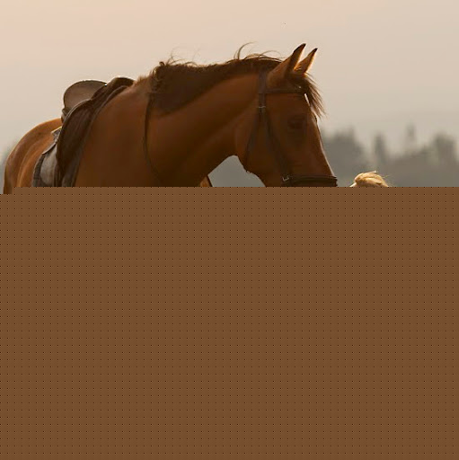 Debra Whitaker Photo 8