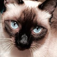 Shelly Morris Photo 32