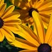 Susan Grow Photo 5