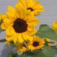 Martha Swanson Photo 10