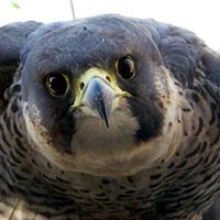 Rachael Burt Photo 14