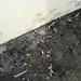 Joyce Bowen Photo 17