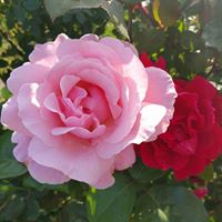 Pamela Crowder Photo 20