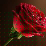 Iftikhar Khan Photo 26