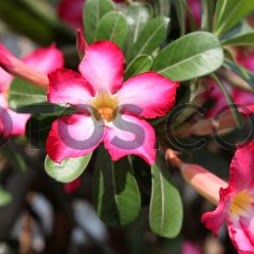 Denise Howell Photo 13