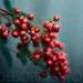 Deborah Berry Photo 16