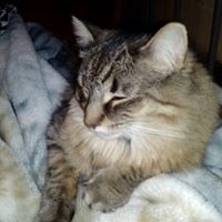 Kathy Pickens Photo 10