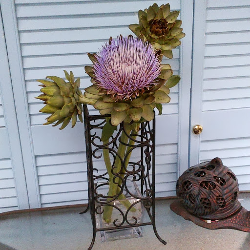 Patricia Healey Photo 18