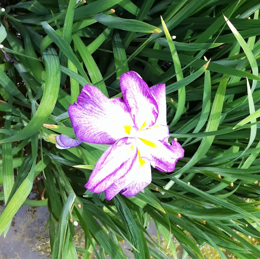 Jeanne Thomas Photo 17