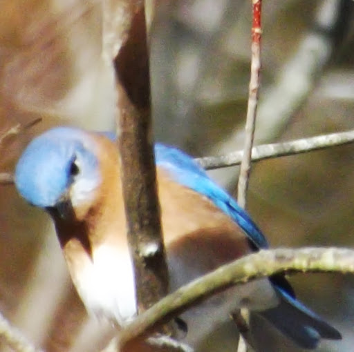 Lisa Downing Photo 29