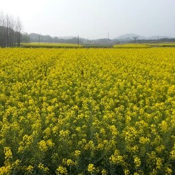 Cheng Feng Photo 29