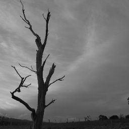 Raymond Thompson Photo 16