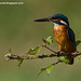 Carlos Alcedo Photo 12
