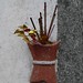 Sze Yeung Photo 12