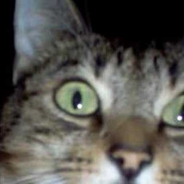 Suzanne Hutchinson Photo 11