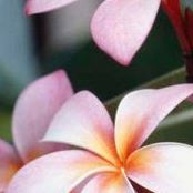 Jacqueline Whitt Photo 12