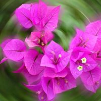 Vicki Carpenter Photo 8