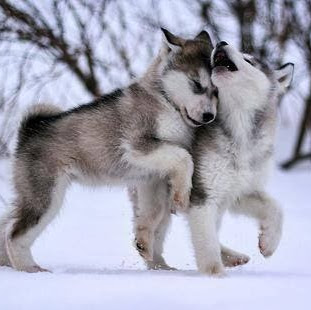 Don Jenkins Photo 25 Don Jenkins Photo 25