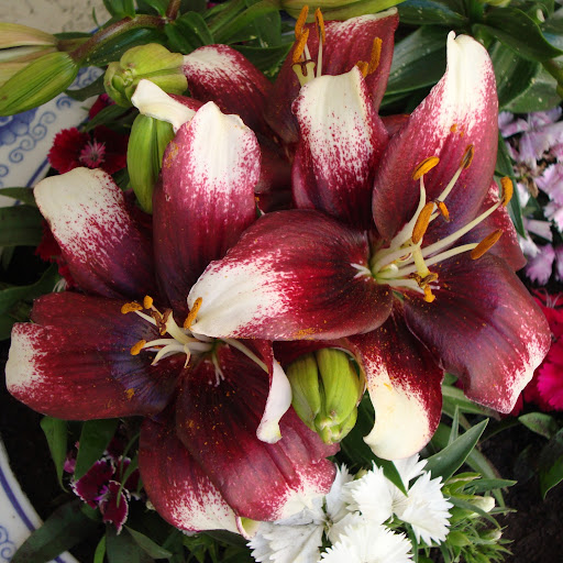 Annette Bell Photo 12