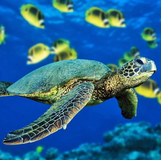 Lily Robinson Photo 11