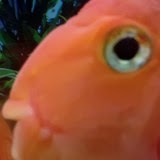 David Cheung Photo 34 David Cheung Photo 34