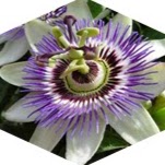 Constance Barber Photo 2