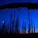 Janice Ash Photo 9
