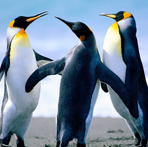 Celia Anderson Photo 37