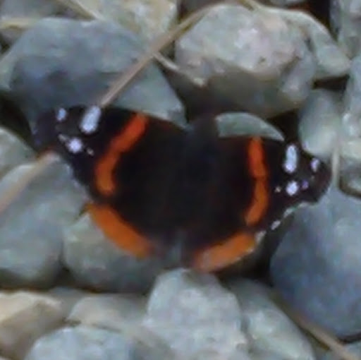 Sharon Burr Photo 29