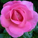 Rose Richards Photo 9