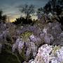Janice Capps Photo 9