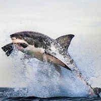 Wayne Summers Photo 15