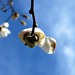 Aimee Bloom Photo 15