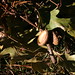 Cindy Blais Photo 21