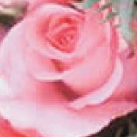 Howard Rose Photo 23