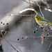 Nancy Finch Photo 14