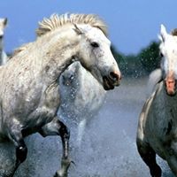 Mohamad Abdullah Photo 26 Mohamad Abdullah Photo 26