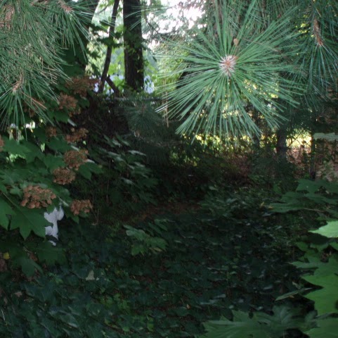 David Wesner Photo 11