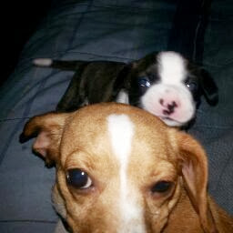 Sharon Dunham Photo 9