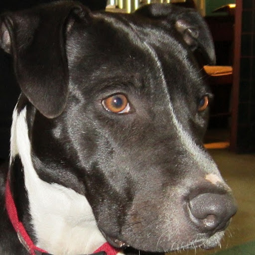 Julie Stephenson Photo 35