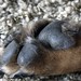 Debbie Shepherd Photo 31