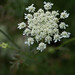 Larry Lace Photo 16